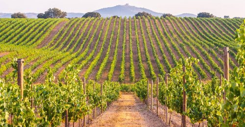 Innovation and Partnerships Make Wine Tourism Driver Rural Development