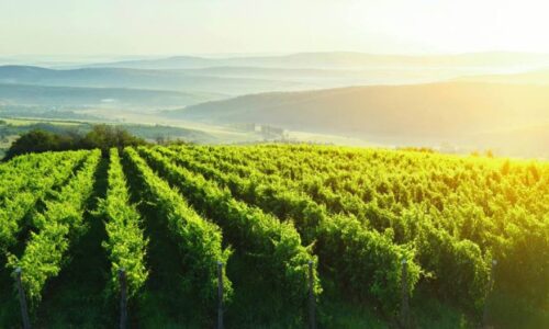 South Africa to Host Concours Mondial du Sauvignon - TOP25Vineyards.com - TRAVELINDEX